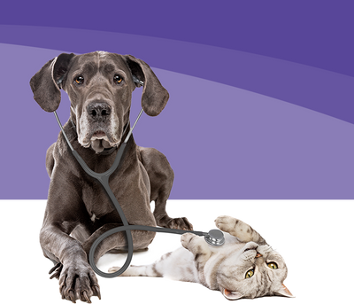 How to Express a Dog's Bladder: A Compassionate Step-by-Step Guide for Pet Parents