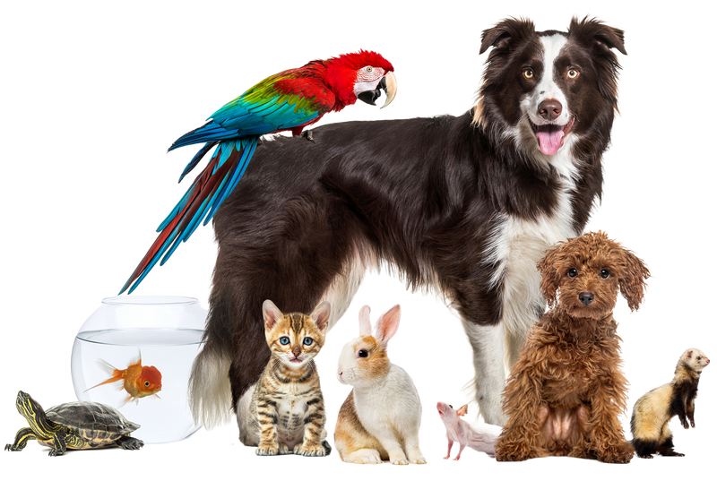 How to Express Cat Bladder: Expert Care from Skilled Veterinary Technicians