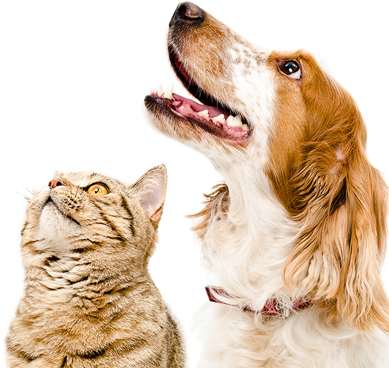 In-Home Pet Hospice care