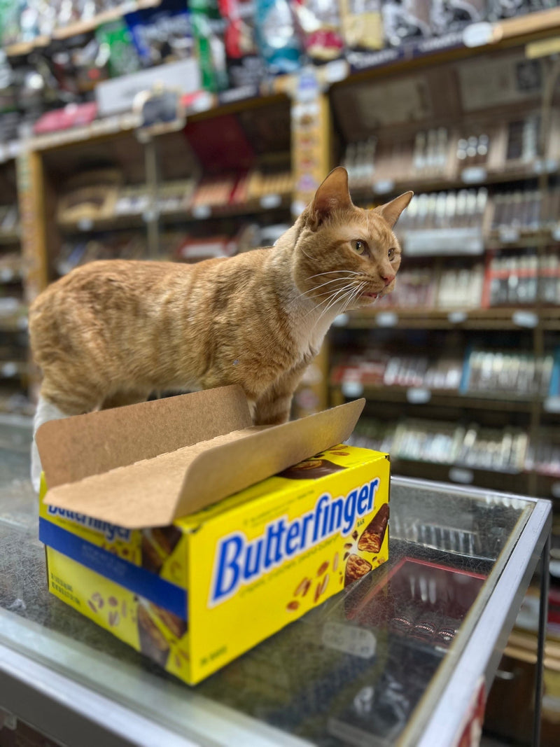 How Bodega Cats Became Icons of New York City Culture