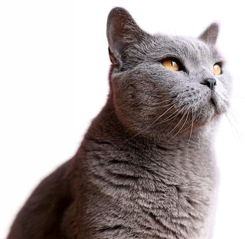 Grey cat