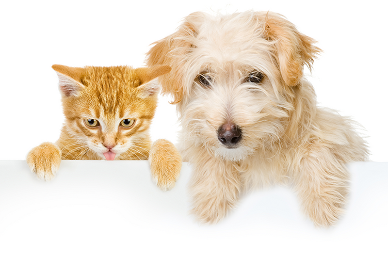 Cat & dog looking down