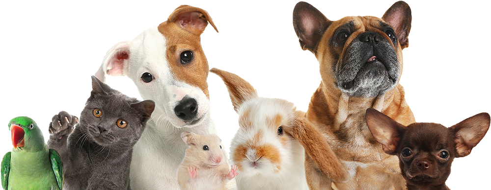 Pets