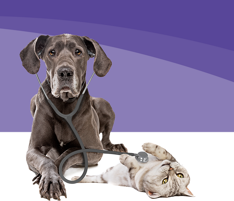 How to Express a Dog's Bladder: A Compassionate Step-by-Step Guide for Pet Parents