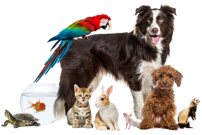 How to Express Cat Bladder: Expert Care from Skilled Veterinary Technicians