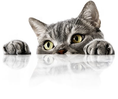 Understanding the Causes of Subcutaneous Emphysema in Cats: A Comprehensive Guide