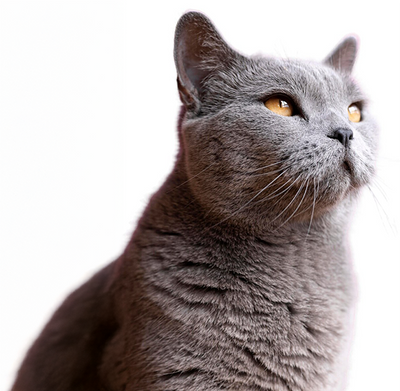 How Pad Performs a Blood Draw for Cats: A Veterinary Technician Pet Nurse's Guide