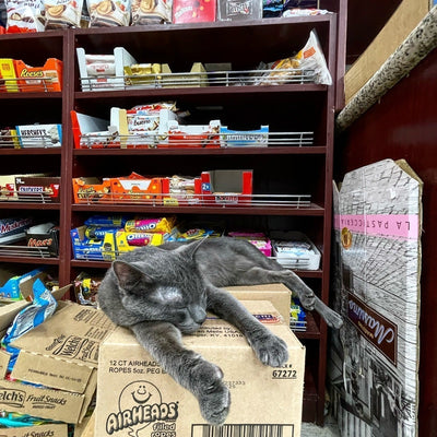 How to Express Cat Anal Glands: A Simple Guide for Pet Parents