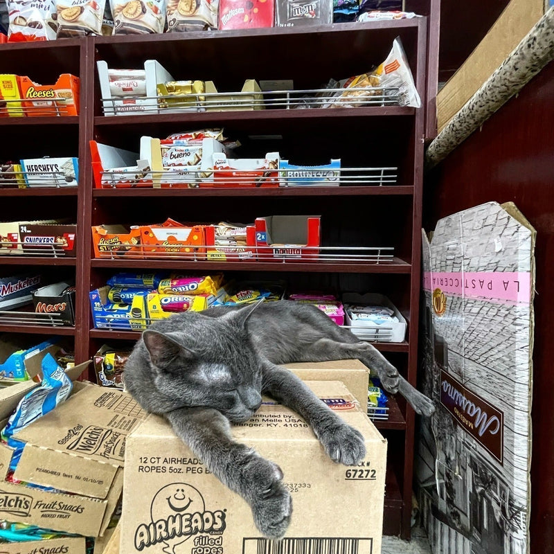 How to Express Cat Anal Glands: A Simple Guide for Pet Parents