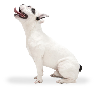 Does Acupuncture Work for Dogs: What Every Pet Parent Should Know