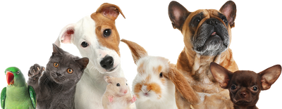 How Pad Expresses Anal Glands in Dogs: A Veterinary Technician's Overview