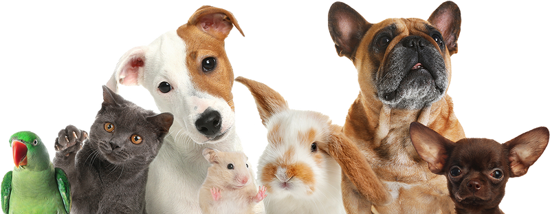 How Pad Expresses Anal Glands in Dogs: A Veterinary Technician's Overview