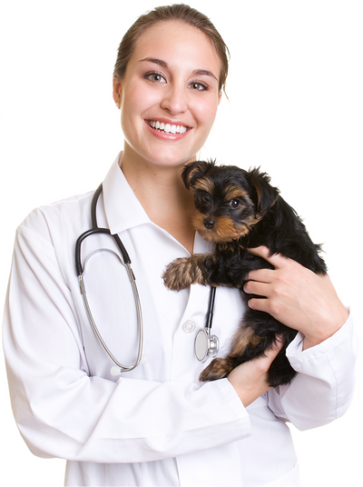 What Is Hospice Care for Dogs: Providing Comfort in Their Final Days