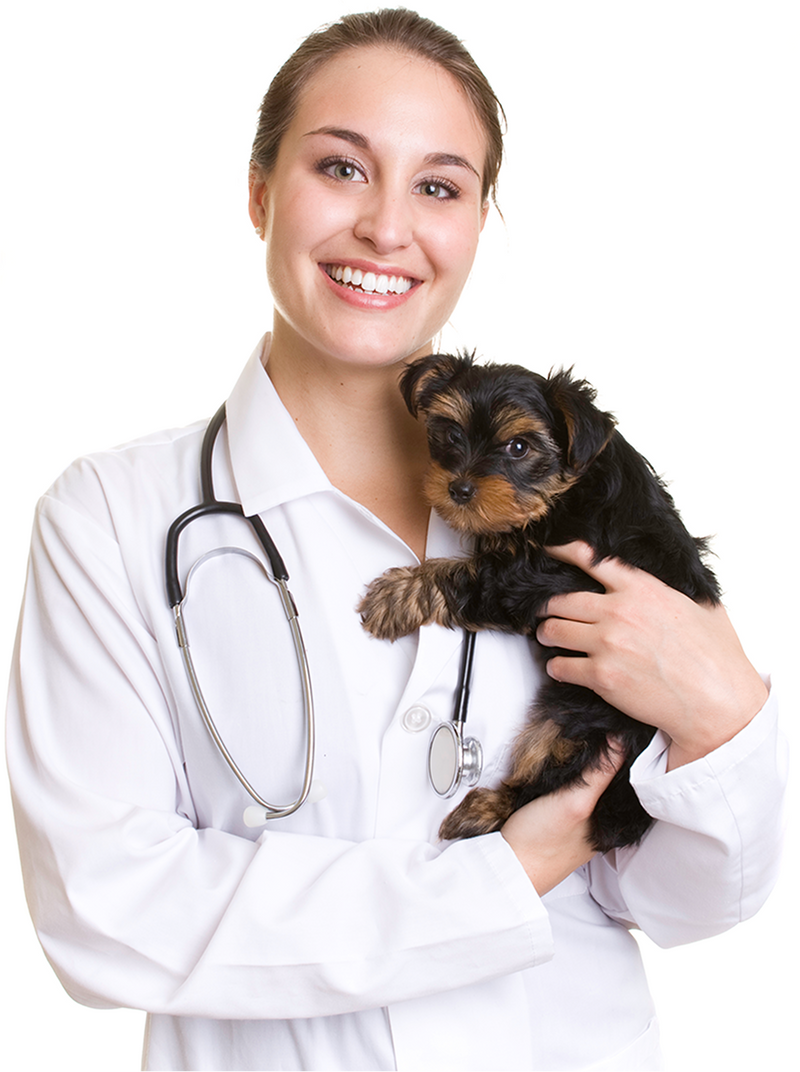 What Is Hospice Care for Dogs: Providing Comfort in Their Final Days