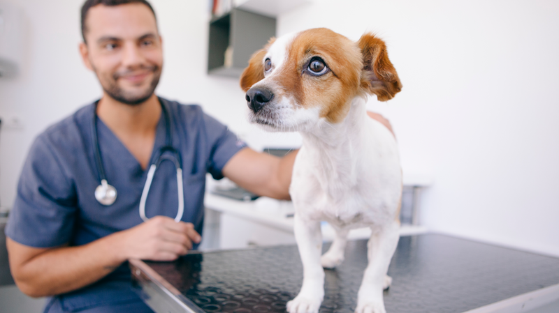 Vet with dog